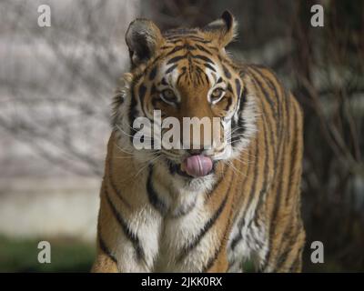 Nahaufnahme eines bengalischen Tigers, der seine Zunge herausstreckt, während er an einem sonnigen Tag mit unscharfem Hintergrund in seinem Gehege im Zoo spazierengeht Stockfoto