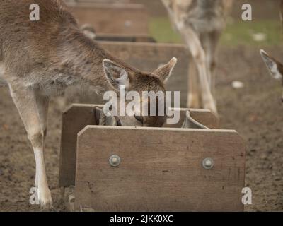 Eine Nahaufnahme des Rehe, der im Zoo isst, auf unscharfem Hintergrund Stockfoto