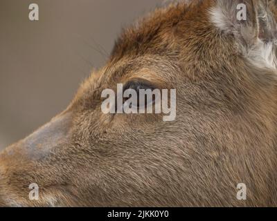 Eine Nahaufnahme des lieben Auges auf dem verschwommenen Hintergrund Stockfoto