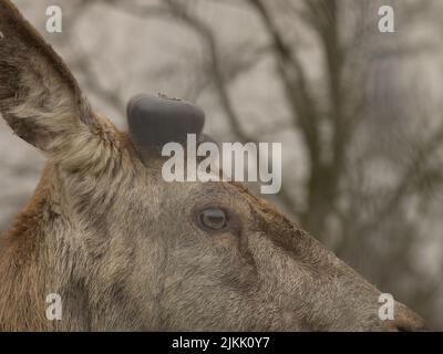 Eine Nahaufnahme des schönen Hirsches mit unscharfem Baumhintergrund Stockfoto