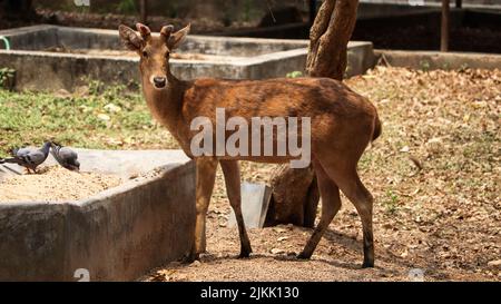 Ein schöner brauner Hog-Hirsch und zwei Tauben im Sommer im Wald Stockfoto