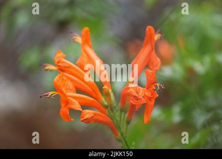 Eine selektive Aufnahme blühender oranger Trompetinblüten im Garten Stockfoto