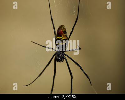 Eine Ansicht einer rotbeinigen goldenen Reichspinne (Trichonephila inaurata), die kopfüber hängt Stockfoto