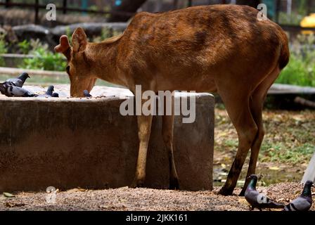 Ein schöner brauner Hog-Hirsch und zwei Tauben im Sommer im Wald Stockfoto