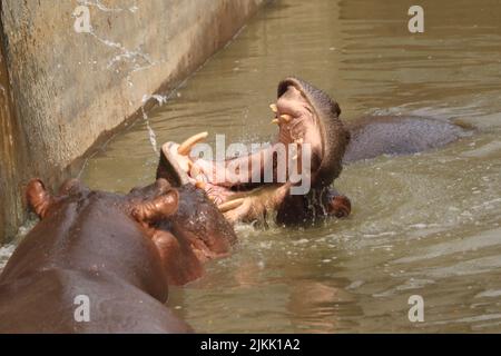 Ein großer Nilpferd mit weit offenem Mund wartet im Zoo auf Nahrung im See Stockfoto