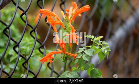 Eine selektive Aufnahme blühender oranger Trompetinblüten im Garten Stockfoto