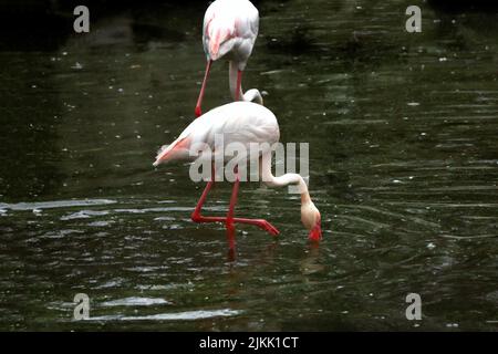 Ein Flamingo Trinkwasser aus dem See im Frühjahr Stockfoto