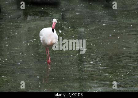 Ein Flamingo im See in seinem natürlichen Lebensraum im Frühjahr Stockfoto