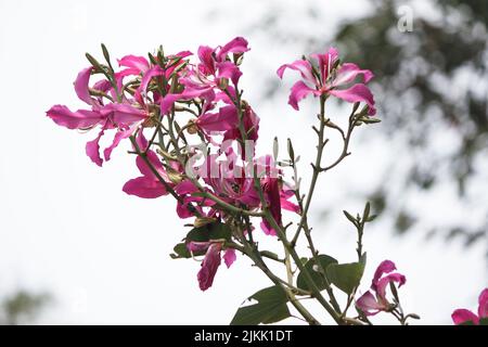 Eine Nahaufnahme einer Bauhinia-rosa Blume, die im Frühjahr im Garten gewachsen ist Stockfoto