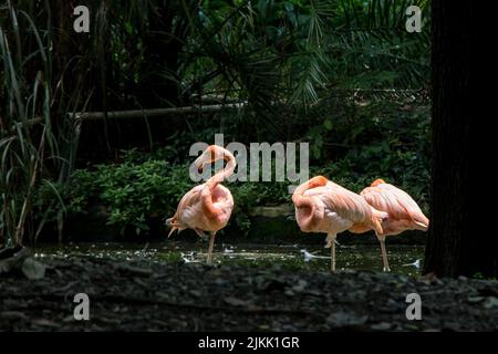 Eine wunderschöne Aufnahme von drei Flamingos, die tagsüber im seichten Wasser des Sees in ihrer Voliere im Zoo stehen Stockfoto