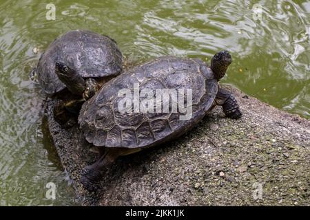 Eine wunderschöne Aufnahme von zwei spanischen Teichschildkröten, die tagsüber auf einem feuchten Felsen sitzen und von Wasser umgeben sind Stockfoto