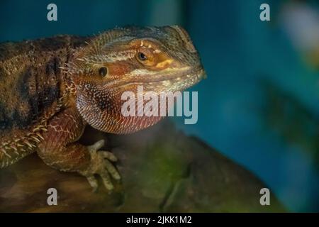 Nahaufnahme eines bärtigen Drachen, der tagsüber auf einem Felsen steht, mit verschwommenem Hintergrund Stockfoto