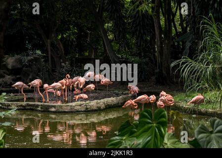 Eine wunderschöne Aufnahme von Flamboyance von Flamingos, die tagsüber in der Voliere des Zoos im seichten Wasser des Sees stehen Stockfoto