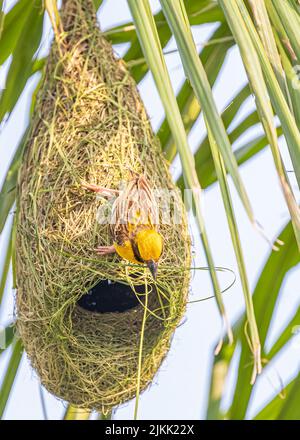 Ein Weber-Vogel webt sein Nest auf einem Baum Stockfoto