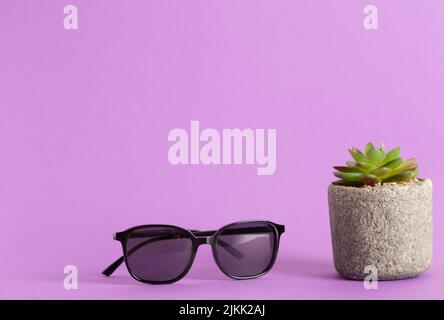 Eine Nahaufnahme einer Sonnenbrille und einer sukkkkulenten Zimmerpflanze auf einem violetten Hintergrund Stockfoto