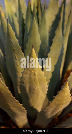 Eine vertikale Nahaufnahme einer Aloe Vera Pflanze in einem Garten Stockfoto