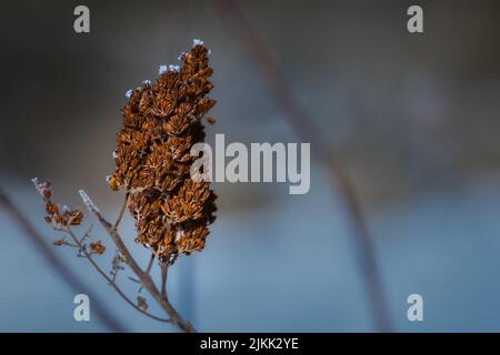 EIN FLACHER FOKUS SCHOSS SCHLAFENDEN BRAUNEN SCHMETTERLING BUSH MIT EISKRISTALLEN AN DEN RÄNDERN UND EINEM VERSCHWOMMENEN HINTERGRUND Stockfoto