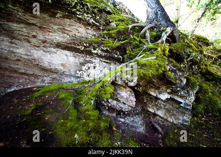 Eine Nahaufnahme von Moosen und Wurzeln, die an einem sonnigen Tag auf einem großen Stamm im Wald wachsen Stockfoto