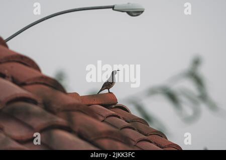 Ein kleiner Vogel, der auf der Oberseite eines Hauses mit einer hellen Straßenlampe im Hintergrund steht Stockfoto