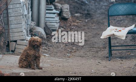 Ein süßer brauner flauschiger Hund, der die Kamera auf dem Boden anschaut Stockfoto