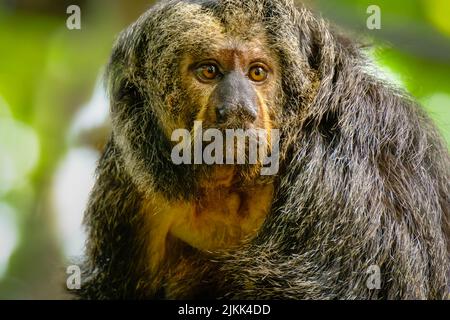 Ein Saki-Affe mit weißem Gesicht in der Wildnis Stockfoto