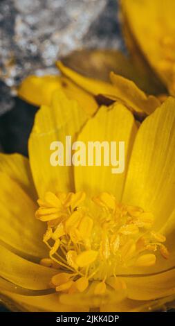 Eine vertikale Nahaufnahme einer gelben Blume Stockfoto