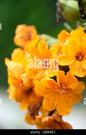 Eine vertikale Nahaufnahme von gelben cordia sebestena- oder geigerbaumblüten Stockfoto