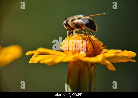 Eine Honigbiene auf einer gelben Blume sammelt Nektar. Makrofotografie in den Strahlen der Sommersonne Stockfoto
