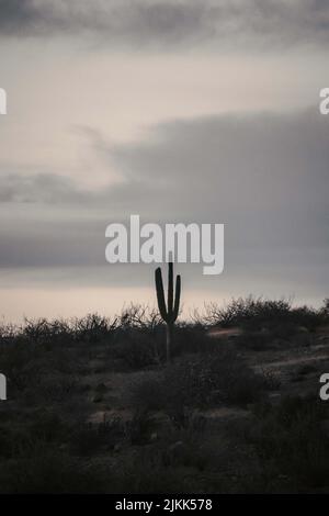 Eine vertikale Aufnahme eines großen Kaktus in einer verlassenen Gegend Stockfoto