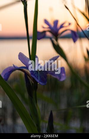 Eine selektive Fokusaufnahme der blühenden purpurnen Irisblume auf dem Feld Stockfoto