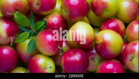 Bio-Kirschpflaumen. Nahaufnahme von frischen Pflaumen Stockfoto