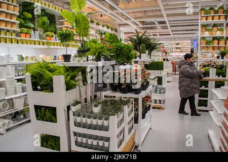 Moskau, Russland, 2019. September: Im IKEA-Store, in der Werksabteilung. Viele lebende und künstliche grüne Blumen, Blumentöpfe auf den Regalen. Stockfoto