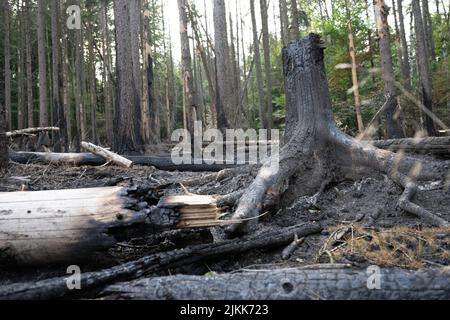 Schmilka, Deutschland. 02. August 2022. Brandschäden im Kerngebiet des Nationalparks Sächsische Schweiz am Großen Winterberg im deutsch-tschechischen Grenzgebiet. Quelle: Sebastian Kahnert/dpa/Alamy Live News Stockfoto