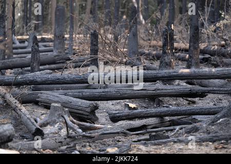 Schmilka, Deutschland. 02. August 2022. Brandschäden im Kerngebiet des Nationalparks Sächsische Schweiz am Großen Winterberg im deutsch-tschechischen Grenzgebiet. Quelle: Sebastian Kahnert/dpa/Alamy Live News Stockfoto