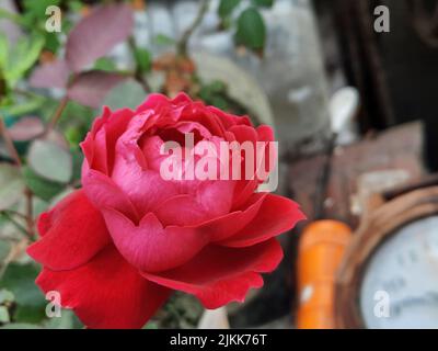 Eine Nahaufnahme einer roten Rose, die in einem Garten blüht Stockfoto