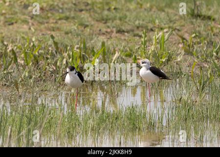 Eine selektive Fokusaufnahme von zwei Schwarzflügelvögeln in einem Teich Stockfoto