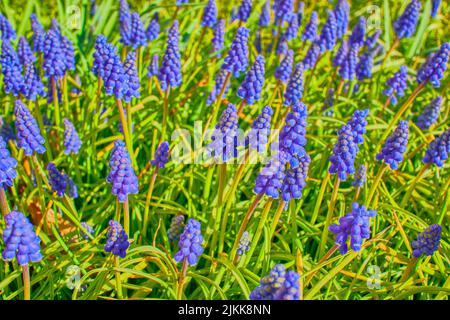 Ein Schuss von vielen Traubenhyazinthen, die im Garten mit blauen Blumen wachsen Stockfoto