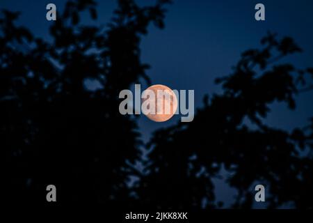 Eine Silhouettenaufnahme von Blättern auf Ästen vor einem hellen Mond im Hintergrund Stockfoto