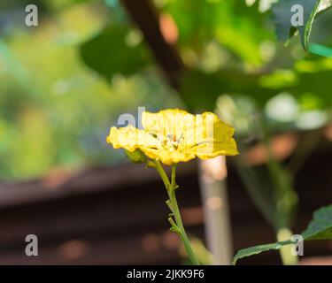 Nahaufnahme Bienen bestäubende Blume auf Luffa-Pflanze im Hinterhofgarten in der Nähe von Dallas, Texas, Amerika. Blüte leuchtend gelbe männliche Blüte der Luffa aegypti Stockfoto