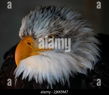 Eine Nahaufnahme eines Kopfes eines südlicher Weißkopfadler-Vogels auf einem verschwommenen dunklen Hintergrund Stockfoto