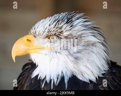 Eine Nahaufnahme eines Vogelkopfes aus dem südlichen Weißkopfseeadler auf einem verschwommenen dunklen Hintergrund Stockfoto