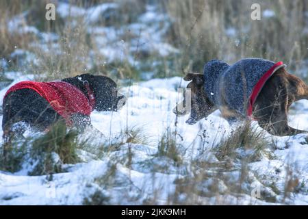 Eine schöne Aufnahme von Hunden, die in einem schneebedeckten trockenen Gras spielen Stockfoto