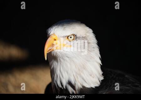 Eine Nahaufnahme eines Kopfes von Weißkopfseeadlern auf einem verschwommenen dunklen Hintergrund Stockfoto