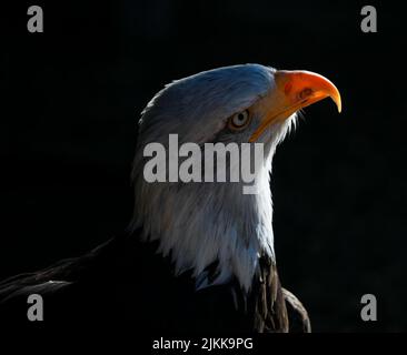 Eine Nahaufnahme eines Kopfes eines südlicher Weißkopfadler-Vogels auf einem verschwommenen dunklen Hintergrund Stockfoto