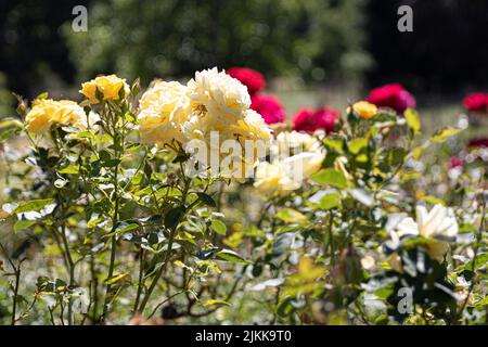 Eine schöne bunte Rosen in einem Garten Stockfoto
