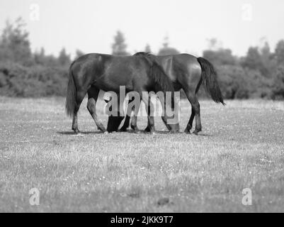 Eine Graustufen-Aufnahme mit flachem Fokus von zwei Pferden, die an einem sonnigen Tag auf dem Feld grasen, mit unscharfem Hintergrund Stockfoto