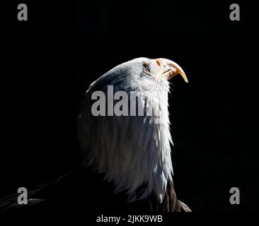 Eine Nahaufnahme eines Vogelkopfes aus dem südlichen Weißkopfseeadler auf einem verschwommenen dunklen Hintergrund Stockfoto