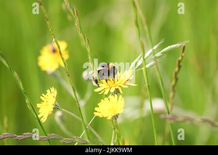 Ein flacher Fokus von einer Hummel, die an einem sonnigen Tag mit verschwommenem Hintergrund Nektar aus einer gelben Blume im Garten sammelt Stockfoto