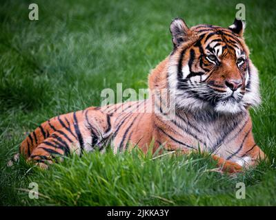 Nahaufnahme eines stolzen Tigers, der auf dem Gras liegt Stockfoto