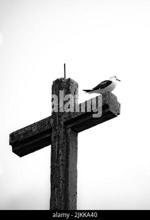 Ein niedriger Winkel Graustufenaufnahme eines Steinkreuzes und eines Vogels, der auf ihm isoliert auf einem weißen Hintergrund steht Stockfoto